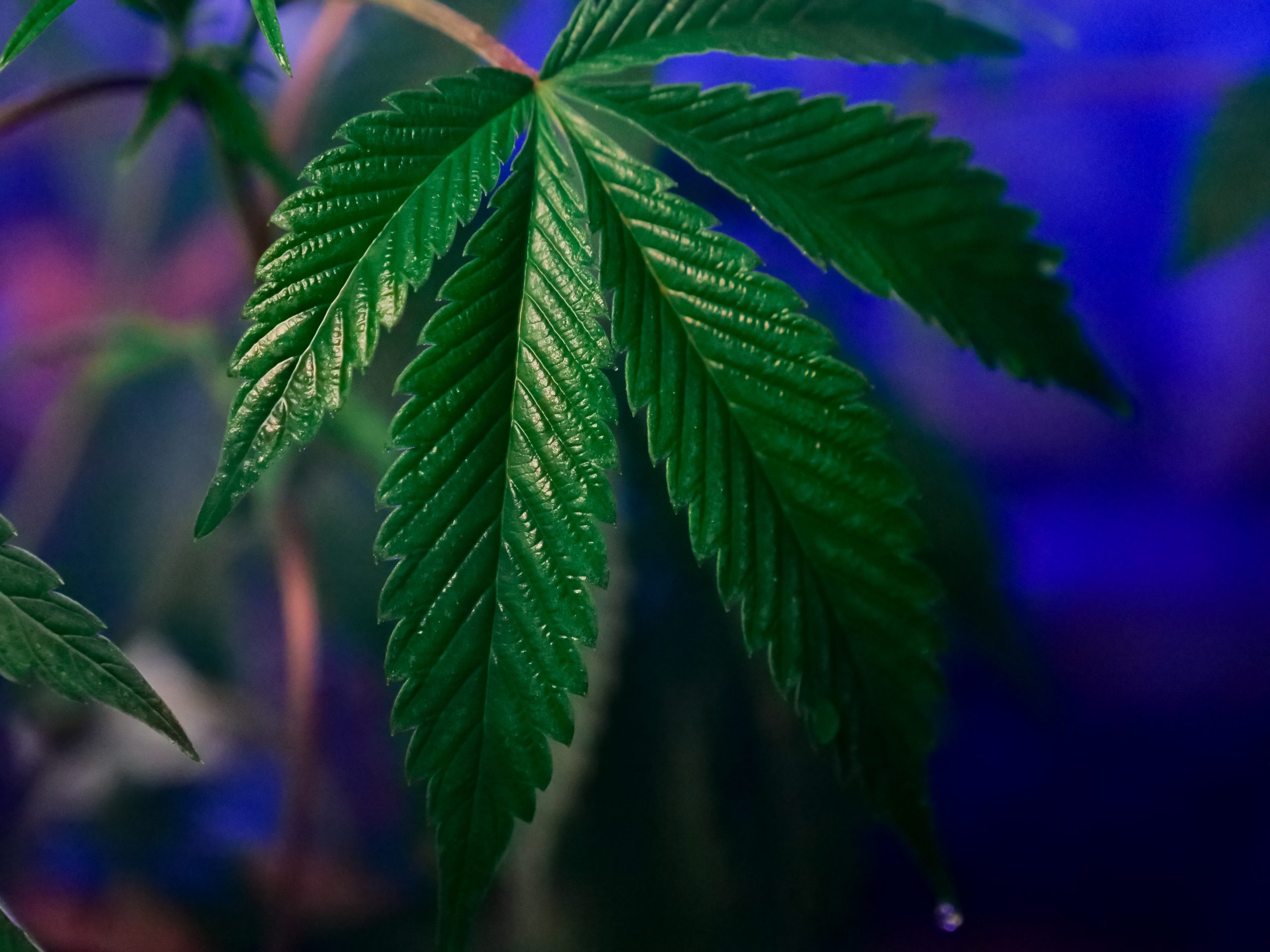 cannabis samen
